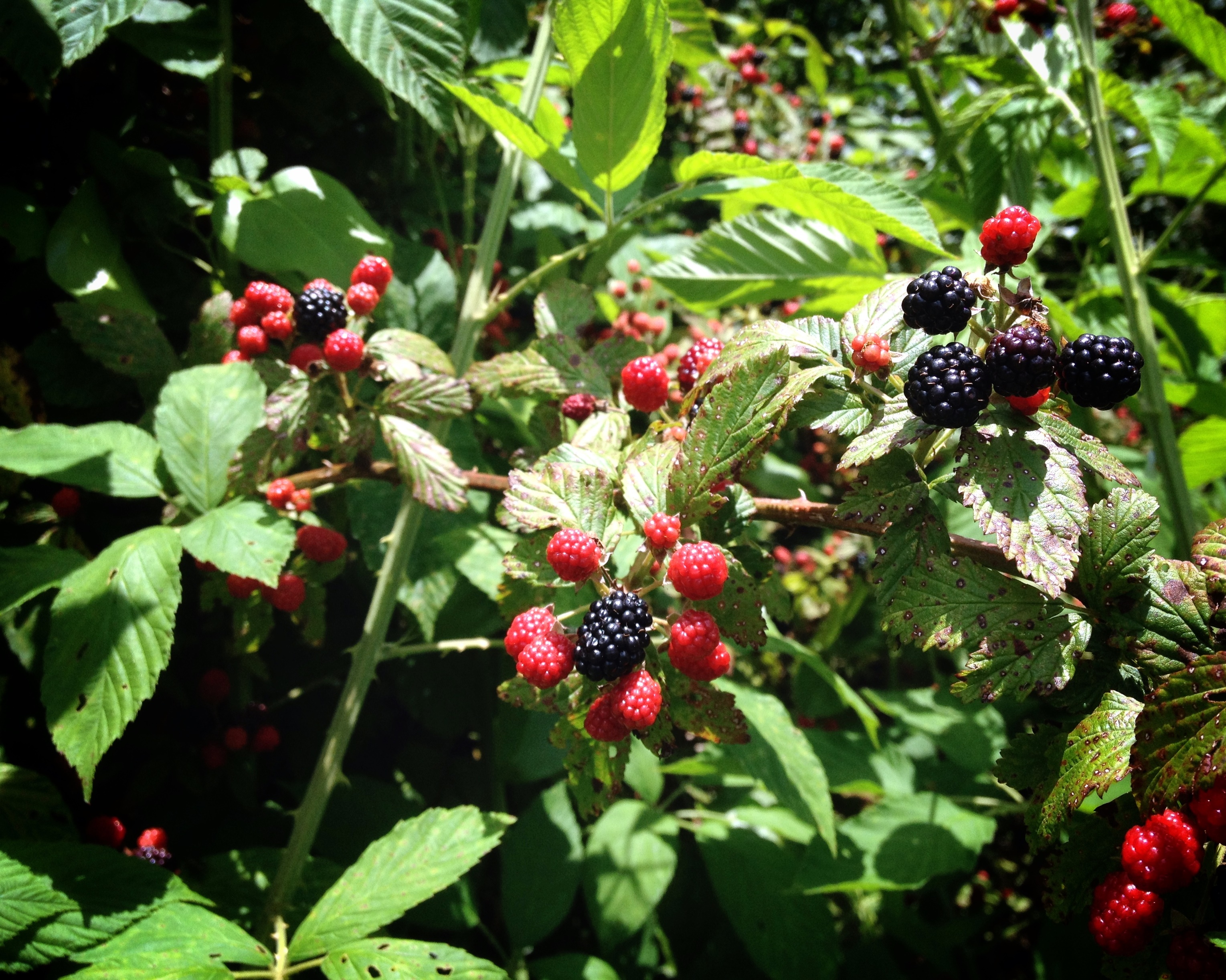 blackberries